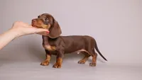 Dale AKC Mini Doxie, a male Miniature Dachshund for sale in Miami, FL – 3 of 4