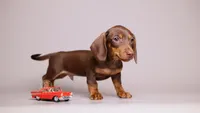 Dale AKC Mini Doxie, a male Miniature Dachshund for sale in Miami, FL – 4 of 4