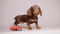 Dale AKC Mini Doxie, a male Miniature Dachshund for sale in Miami, FL – 1 of 4