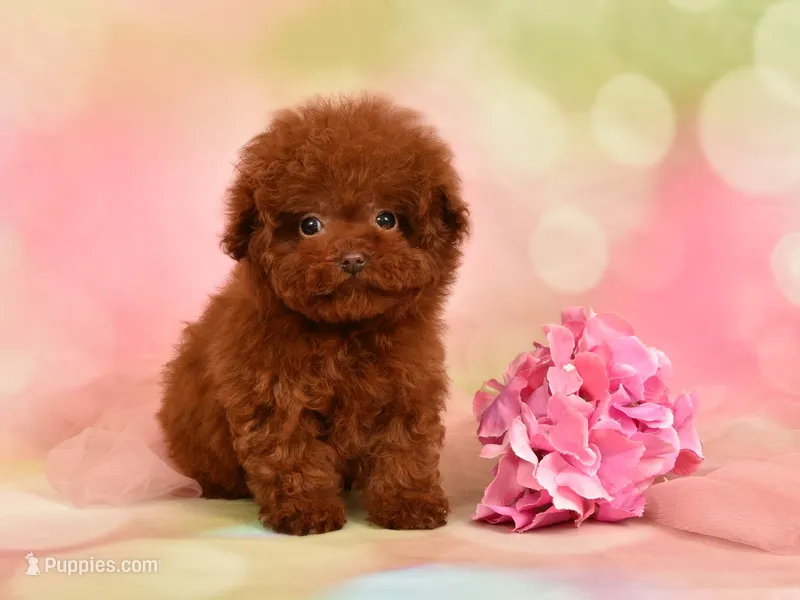Lilly Teacup Red Poodle
