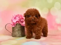 Lilly Teacup Red Poodle, a female Poodle - Toy  for sale in Miami, FL – Photo 3 of 4