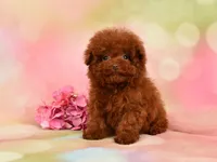 Lilly Teacup Red Poodle, a female Poodle - Toy  for sale in Miami, FL – Photo 4 of 4