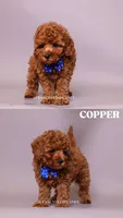 COPPER , a male Poodle - Toy  for sale in Miami, FL – 2 of 4