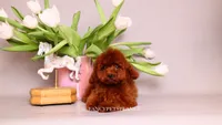 Darling, a female Poodle - Toy  for sale in Miami, FL – 5 of 5