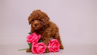 Ruby Red, a female Poodle - Toy  for sale in Miami, FL – 3 of 3
