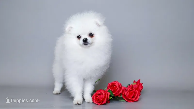 Nicoletta Von Rikos – Pomeranian puppy for sale in Miami, FL