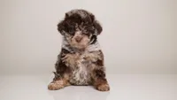 LINDSEY — DARK CHOCOLATE MERLE FEMALE WITH BLUE EYES, a female Poodle - Miniature  for sale in Miami, FL – Photo 2 of 4
