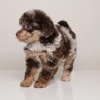 Luella dark chocolate merle girl, a female Poodle - Toy  and Poodle - Miniature  for sale in Miami, FL – Photo 7 of 7