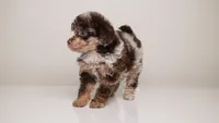 LINDSEY — DARK CHOCOLATE MERLE FEMALE WITH BLUE EYES, a female Poodle - Miniature  for sale in Miami, FL – Photo 4 of 4