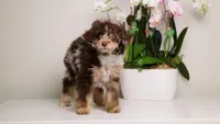 Luella dark chocolate merle girl, a female Poodle - Toy  and Poodle - Miniature  for sale in Miami, FL – Photo 4 of 7