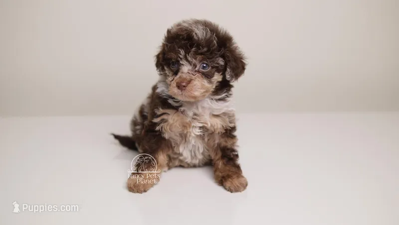 LINDSEY — DARK CHOCOLATE MERLE FEMALE WITH BLUE EYES