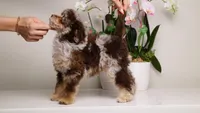 Luella dark chocolate merle girl, a female Poodle - Toy  and Poodle - Miniature  for sale in Miami, FL – Photo 3 of 7