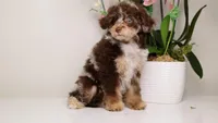 Luella dark chocolate merle girl, a female Poodle - Toy  and Poodle - Miniature  for sale in Miami, FL – Photo 1 of 7