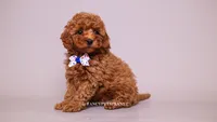Jasper, a male Poodle - Toy  for sale in Miami, FL – 1 of 3