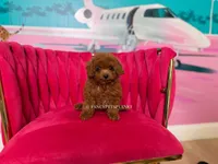 Key to my soul, a male Poodle - Toy  for sale in Miami, FL – 4 of 7