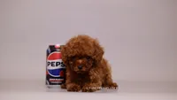 Miley , a female Poodle - Toy  for sale in Miami, FL – 2 of 3