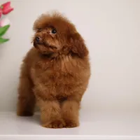 CHARMING LOU – MAHOGANY RED TOY POODLE FEMALE | BREEDING QUALITY, a female Poodle - Toy  for sale in Miami, FL – Photo 7 of 8