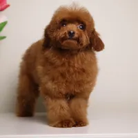 CHARMING LOU – MAHOGANY RED TOY POODLE FEMALE | BREEDING QUALITY, a female Poodle - Toy  for sale in Miami, FL – Photo 8 of 8