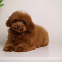 CHARMING LOU – MAHOGANY RED TOY POODLE FEMALE | BREEDING QUALITY, a female Poodle - Toy  for sale in Miami, FL – Photo 1 of 8
