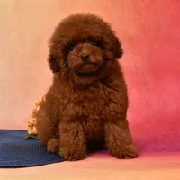 CHARMING LOU – MAHOGANY RED TOY POODLE FEMALE | BREEDING QUALITY, a female Poodle - Toy  for sale in Miami, FL – Photo 5 of 8