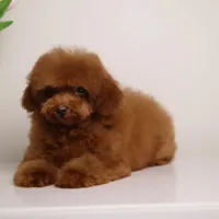 CHARMING LOU – MAHOGANY RED TOY POODLE FEMALE | BREEDING QUALITY, a female Poodle - Toy  for sale in Miami, FL – Photo 6 of 8