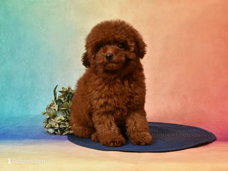 CHARMING LOU – MAHOGANY RED TOY POODLE FEMALE | BREEDING QUALITY