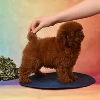 CHARMING LOU – MAHOGANY RED TOY POODLE FEMALE | BREEDING QUALITY, a female Poodle - Toy  for sale in Miami, FL – Photo 2 of 8