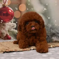 CHARMING LOU – MAHOGANY RED TOY POODLE FEMALE | BREEDING QUALITY, a female Poodle - Toy  for sale in Miami, FL – Photo 4 of 8