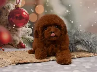 CHARMING LOU – MAHOGANY RED TOY POODLE FEMALE | BREEDING QUALITY, a female Poodle - Toy  for sale in Miami, FL – Photo 3 of 4