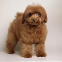 CHARMING LOU – MAHOGANY RED TOY POODLE FEMALE | BREEDING QUALITY, a female Poodle - Toy  for sale in Miami, FL – Photo 3 of 8