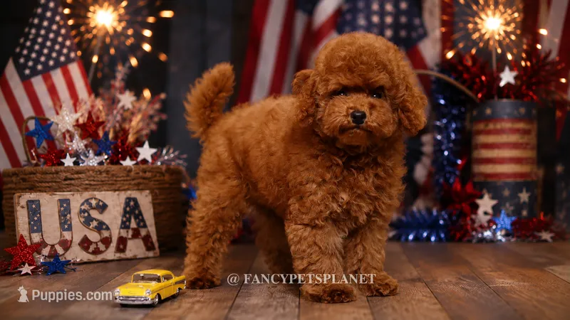 Teddy Bear Mark – Poodle - Toy  puppy for sale in Miami, FL