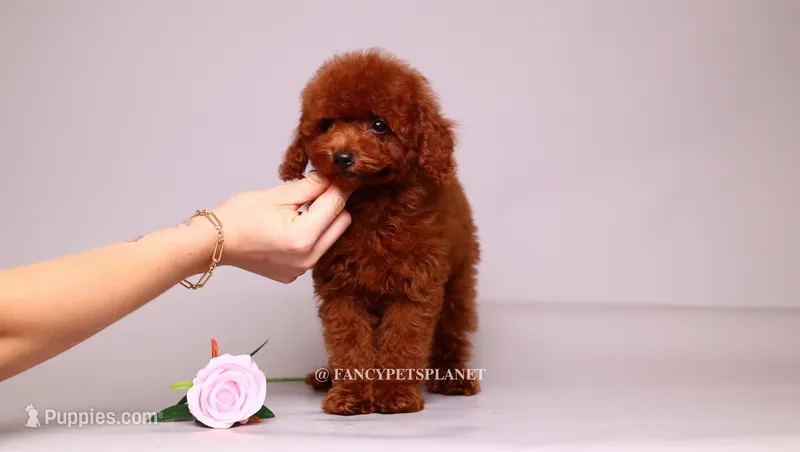 VISITA PER FORTUNA SHANTI  – Poodle - Toy  puppy for sale in Miami, FL