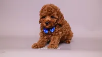 COPPER , a male Poodle - Toy  for sale in Miami, FL – 3 of 4