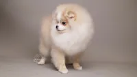Amelie parti cream pom, a female Pomeranian for sale in Miami, FL – Photo 5 of 5