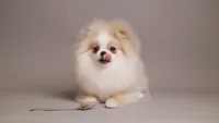 Amelie parti cream pom, a female Pomeranian for sale in Miami, FL – Photo 1 of 5