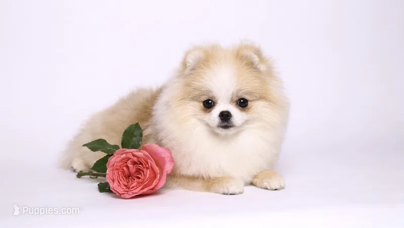 Amelie parti cream pom – Pomeranian puppy for sale in Miami, FL