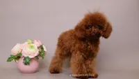 Mindjey Mahogany Red, a female Poodle - Toy  for sale in Miami, FL – 2 of 3