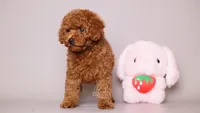 Eva Red Teddy Bear, a female Poodle - Toy  for sale in Miami, FL – 3 of 6
