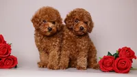 Eva Red Teddy Bear, a female Poodle - Toy  for sale in Miami, FL – 5 of 6