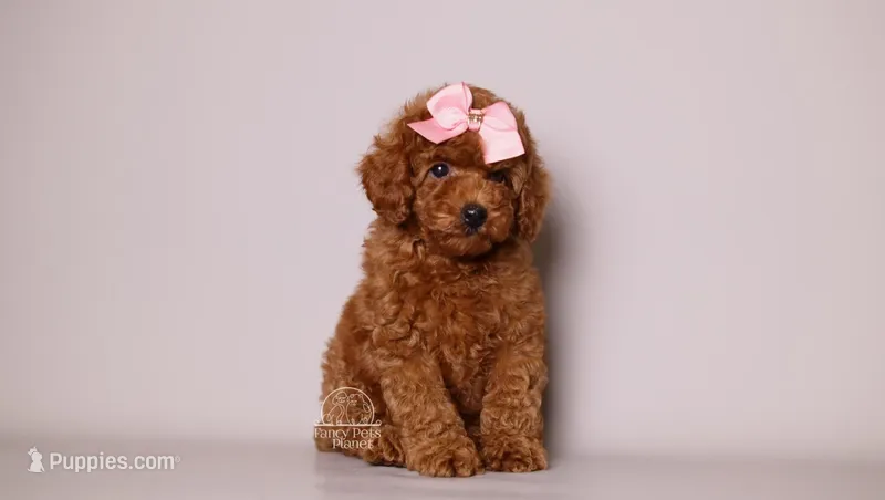 Eva Red Teddy Bear – Poodle - Toy  puppy for sale in Miami, FL