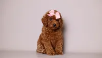 Eva Red Teddy Bear, a female Poodle - Toy  for sale in Miami, FL – 1 of 6