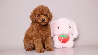 Eva Red Teddy Bear, a female Poodle - Toy  for sale in Miami, FL – 2 of 6