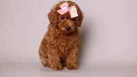 Eva Red Teddy Bear, a female Poodle - Toy  for sale in Miami, FL – 4 of 6