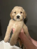 Leeroy, a male Goldendoodle for sale in Valley Center, KS – 4 of 6
