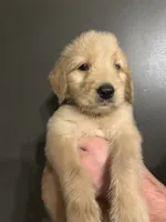 Ellis, a male Goldendoodle for sale in Valley Center, KS – 4 of 5