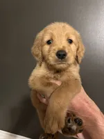 Jefferson, a male Goldendoodle for sale in Valley Center, KS – 2 of 6