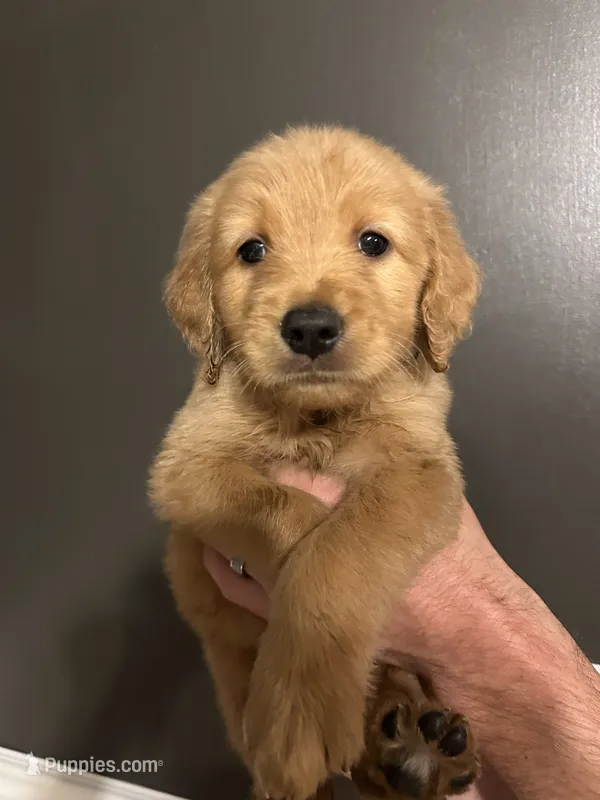 Jefferson – Goldendoodle puppy for sale in Valley Center, KS
