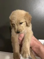 Gilbert, a male Goldendoodle for sale in Valley Center, KS – 5 of 6