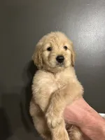 Gilbert, a male Goldendoodle for sale in Valley Center, KS – 2 of 6