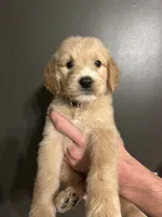 Leeroy, a male Goldendoodle for sale in Valley Center, KS – 2 of 6